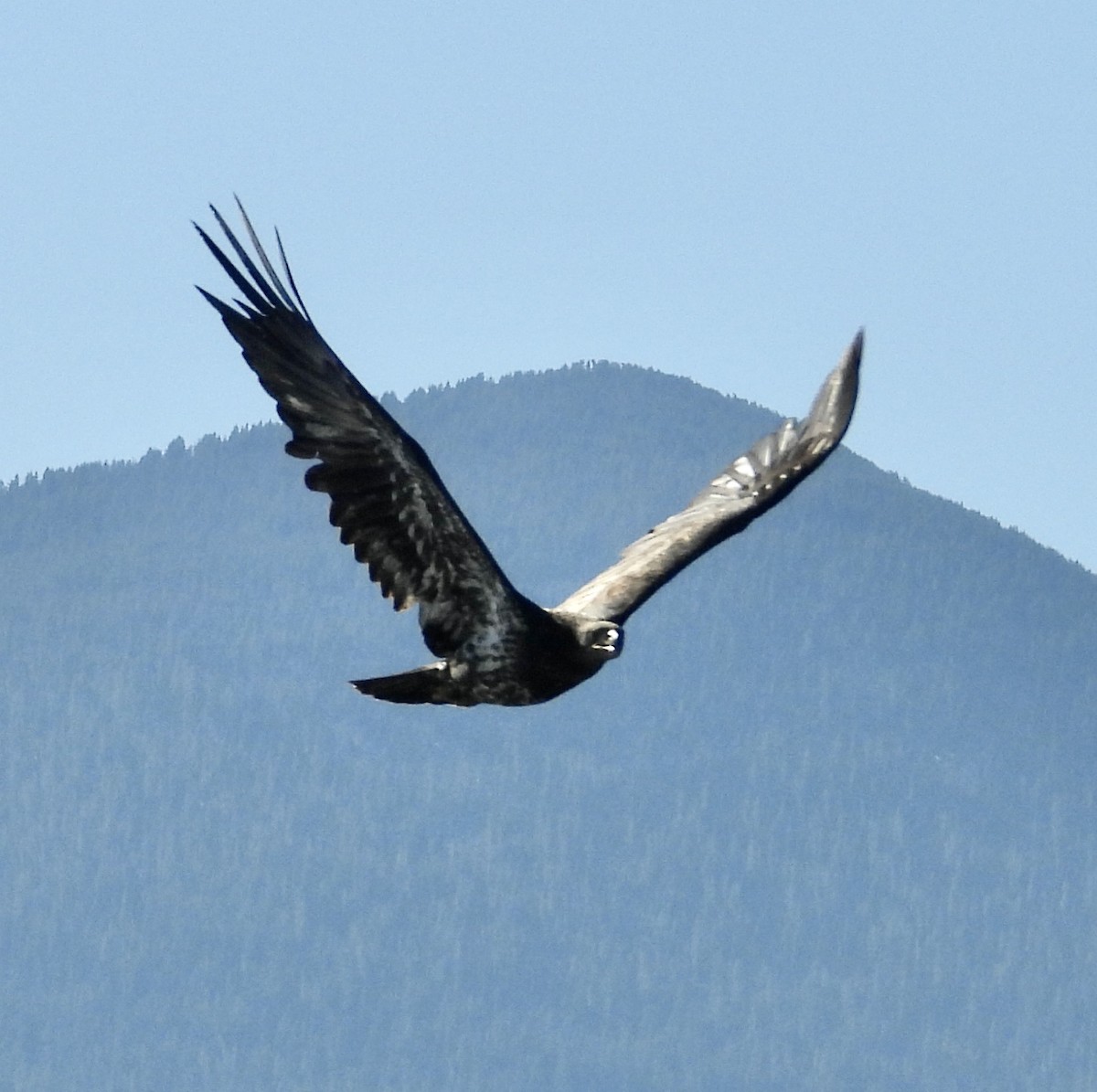 Bald Eagle - ML490277021