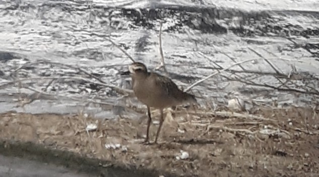 American Golden-Plover - Bill West