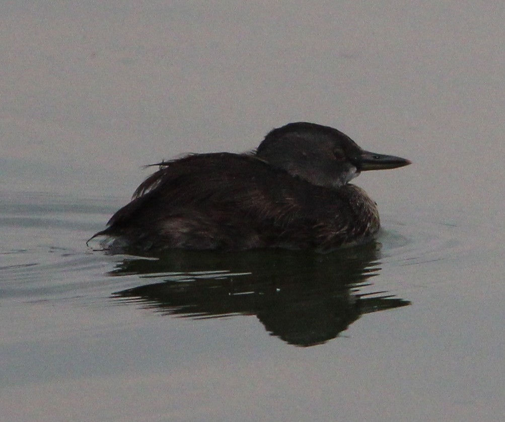 Least Grebe - Nestor Herrera