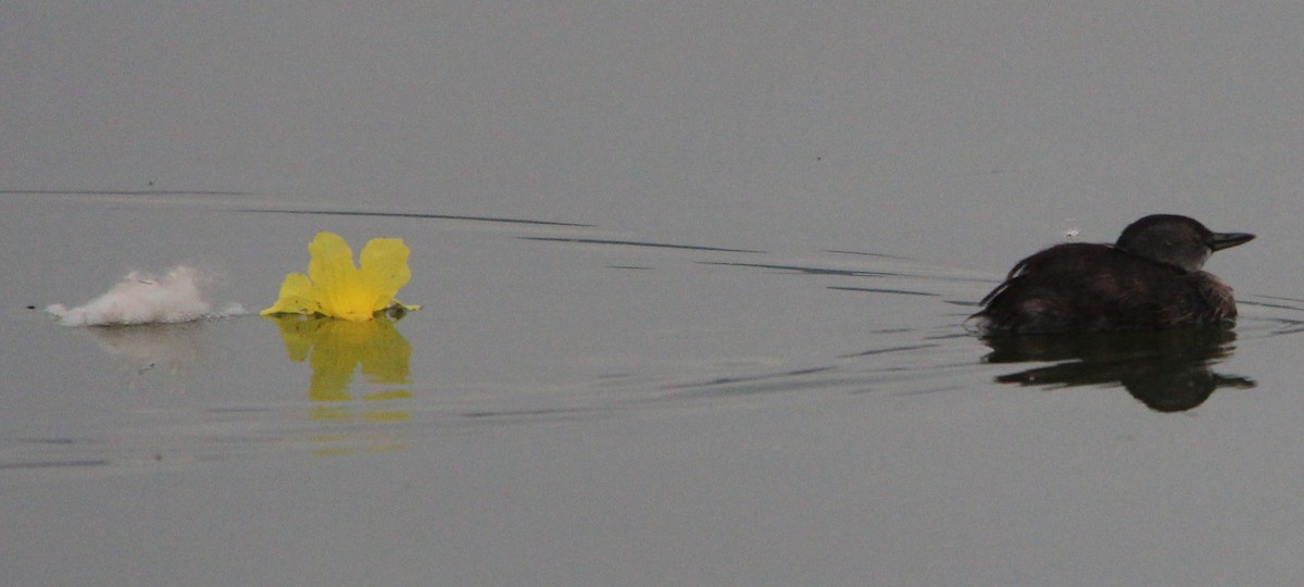 Least Grebe - ML49027971