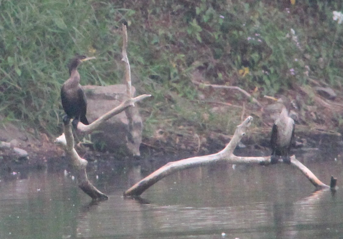 Neotropic Cormorant - ML49028021