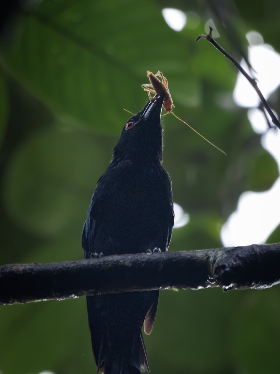 Greater Racket-tailed Drongo - ML490280591