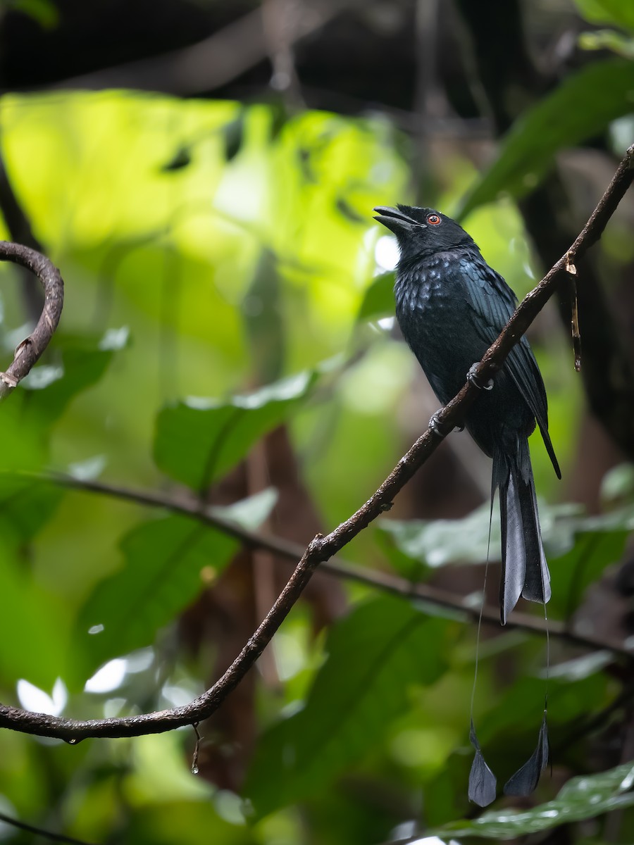 Greater Racket-tailed Drongo - ML490280621