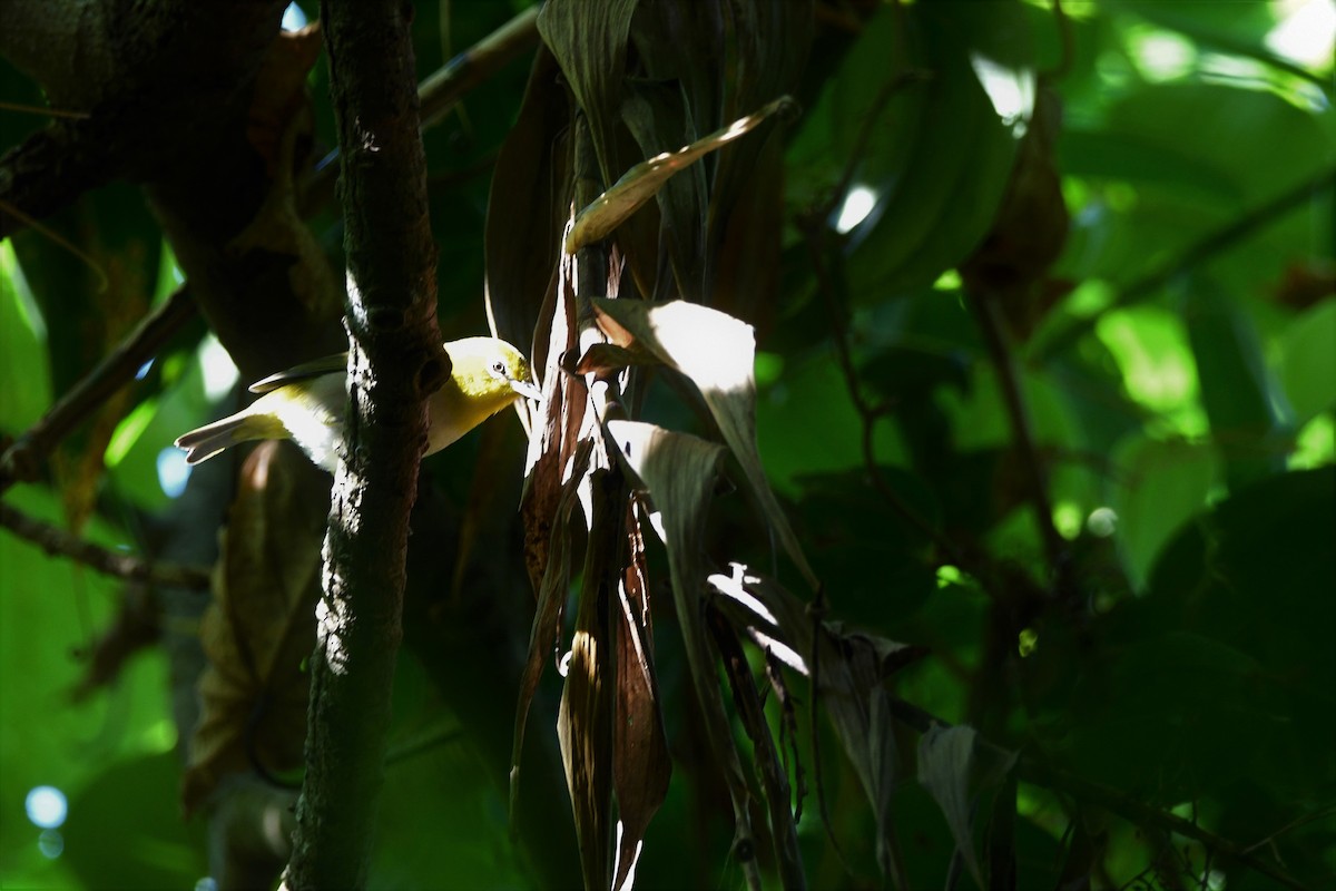 Warbling White-eye - ML490280981