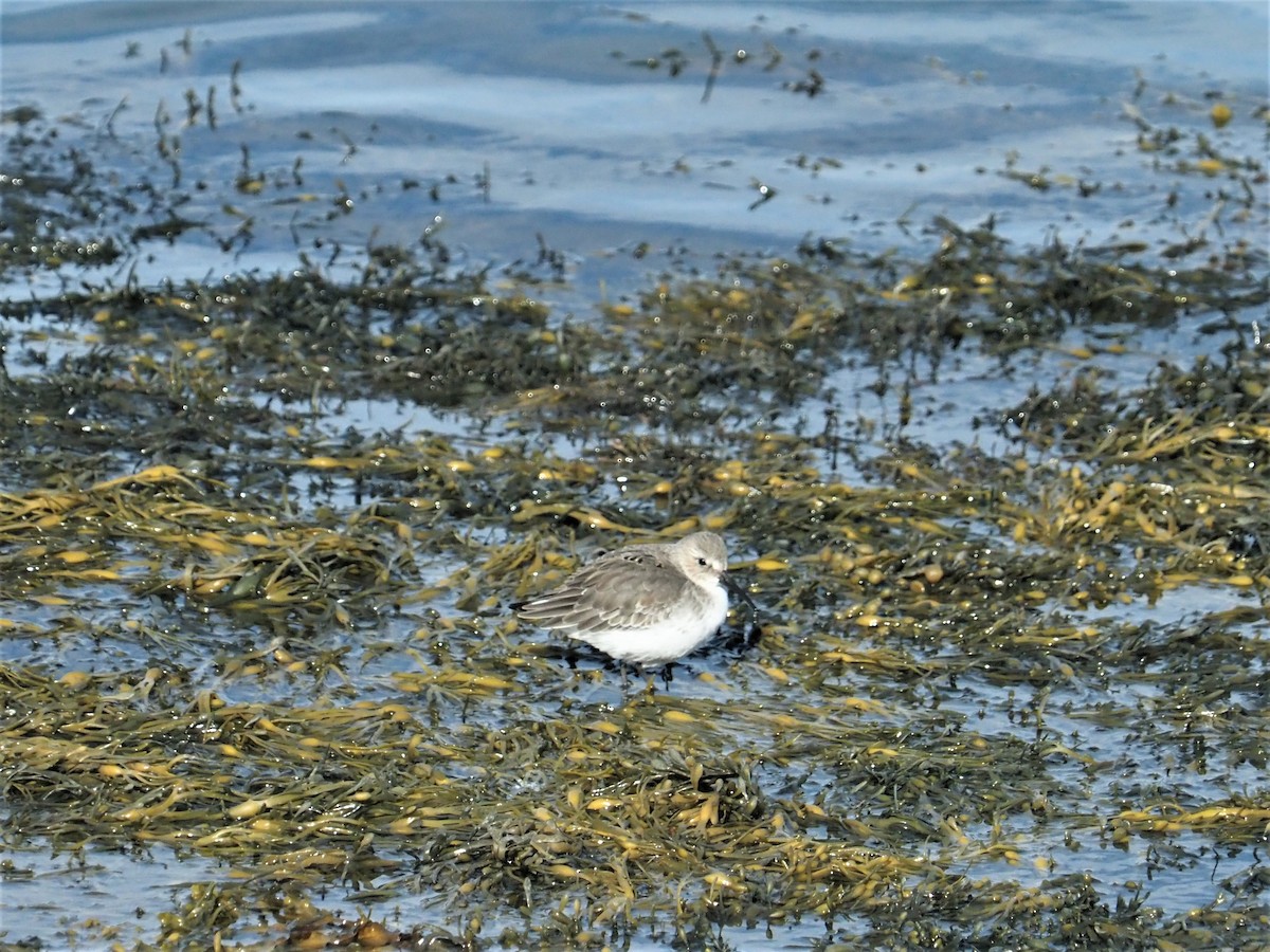 Dunlin - ML490281291