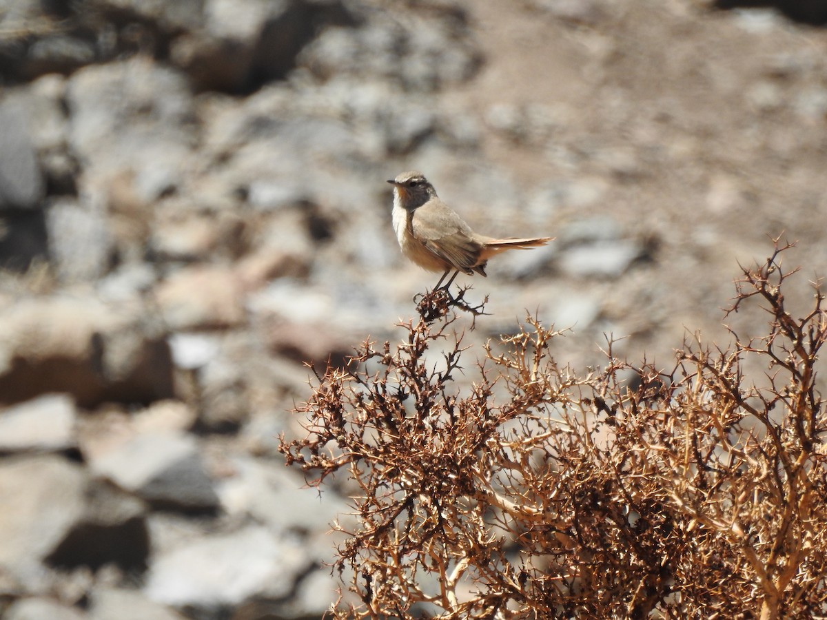 Cordilleran Canastero - ML490281981