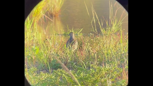 アメリカムナグロ - ML490282101