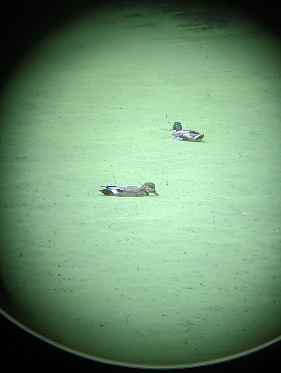 Бор нугас - ML490282131