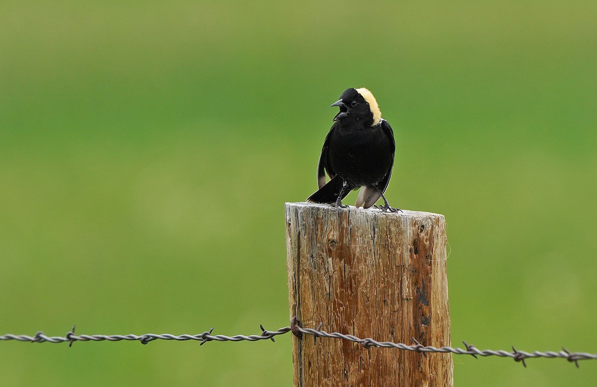 Bobolink - ML490283701