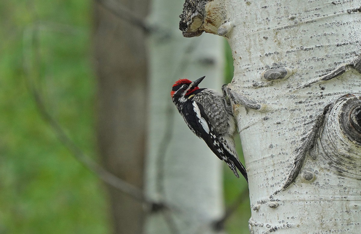 Red-naped Sapsucker - ML490283961