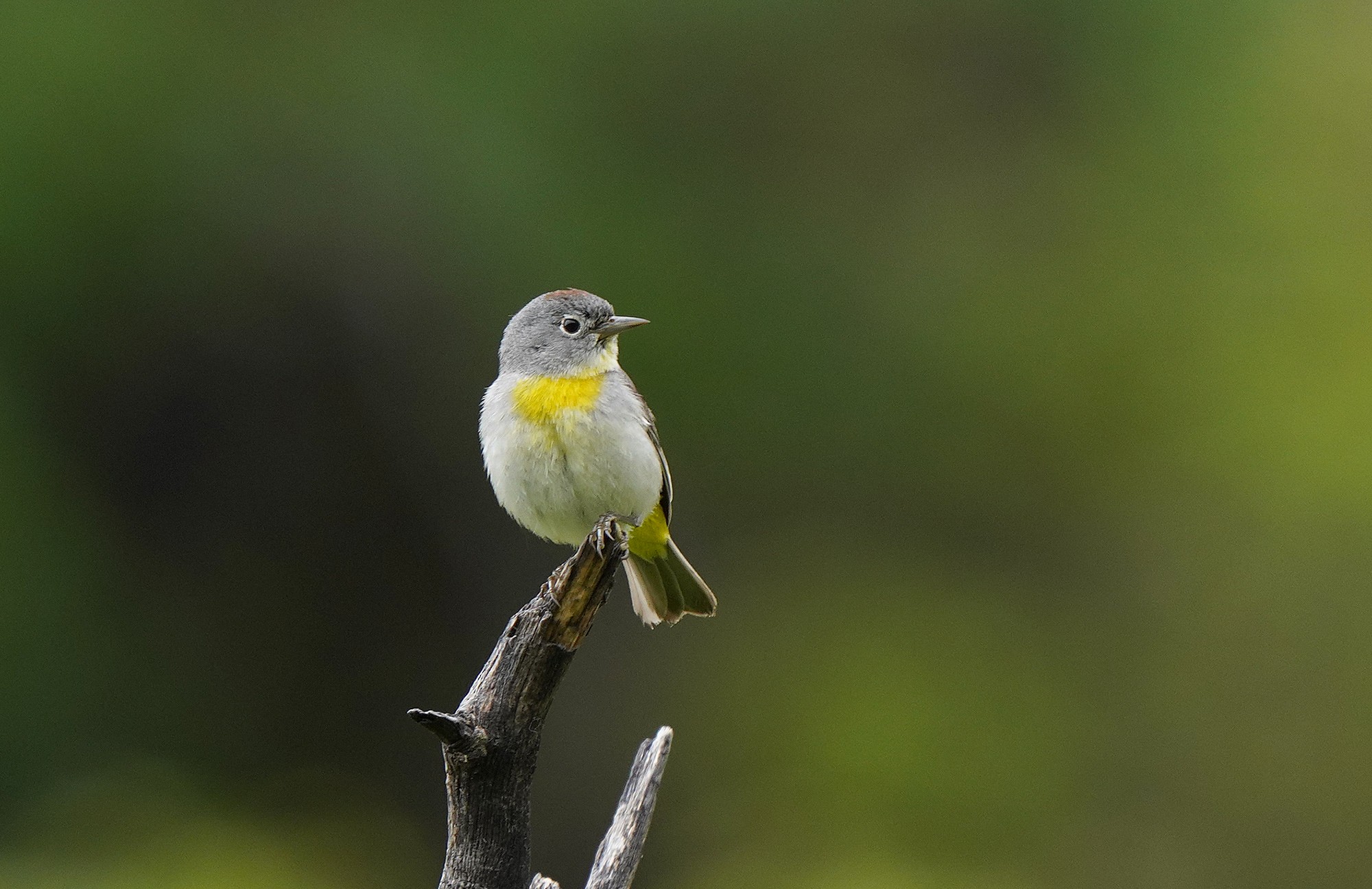 Virginia's Warbler