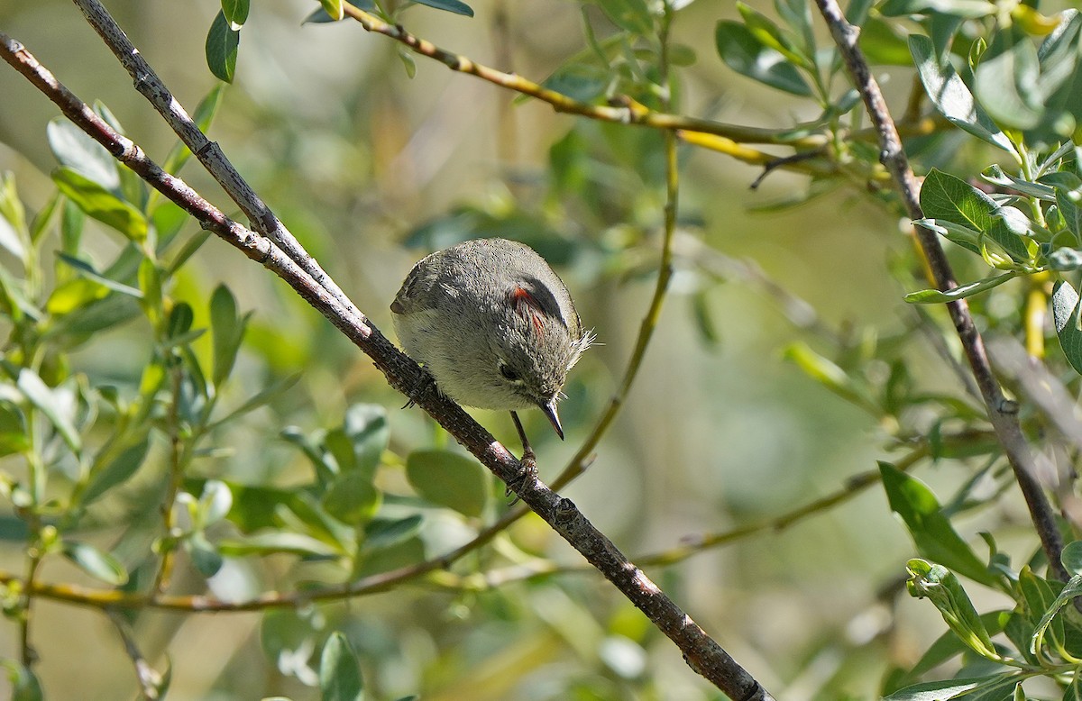 Ruby-crowned Kinglet - ML490284501