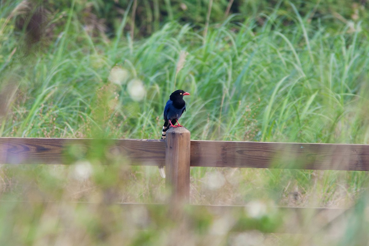 Taiwan Blue-Magpie - ML490285251