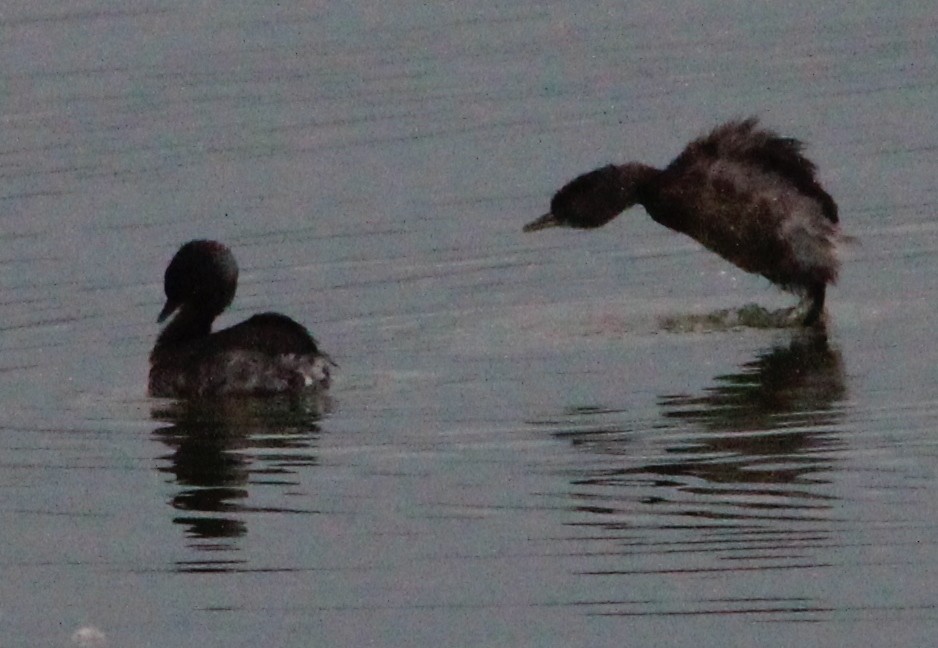 Least Grebe - Nestor Herrera