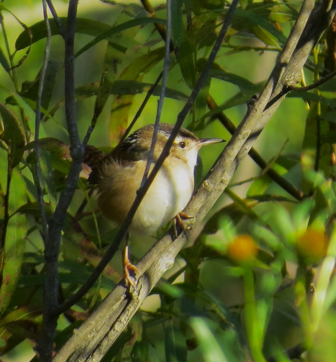 Marsh Wren - ML490287511
