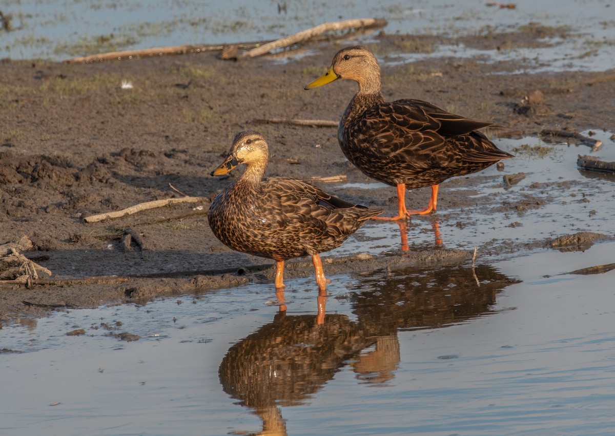 Mottled Duck - ML490287961