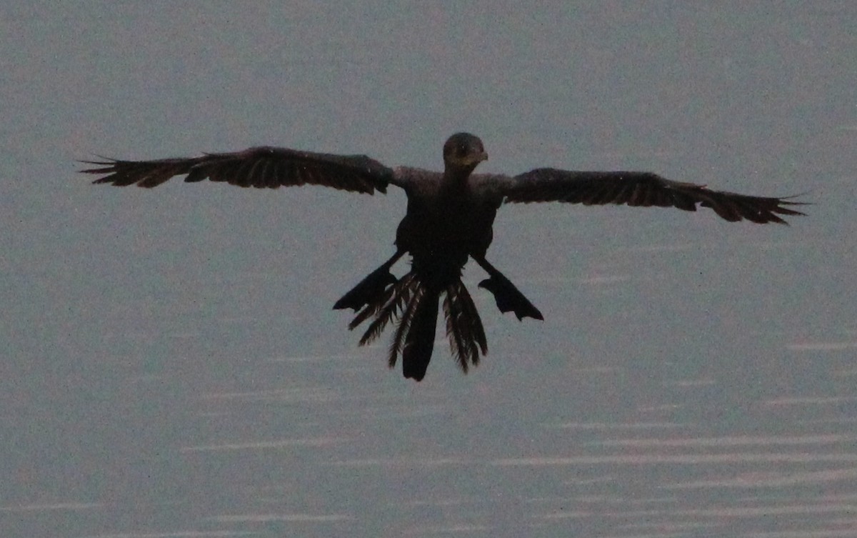 Neotropic Cormorant - ML49028891