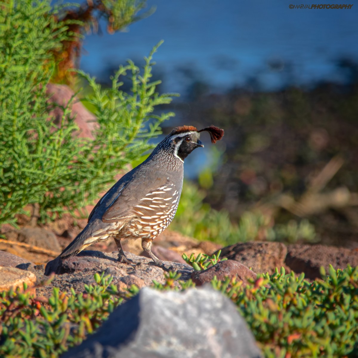 California Quail - Fernando Valenzuela