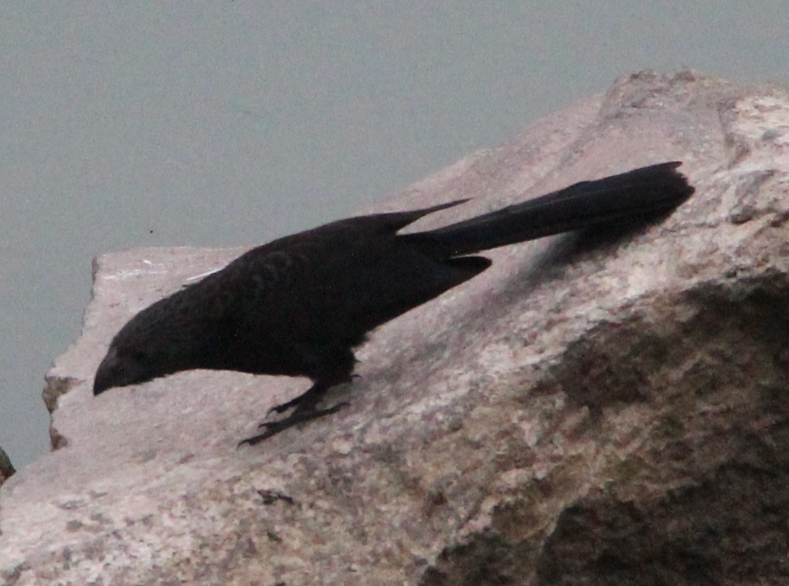 Groove-billed Ani - ML49029021