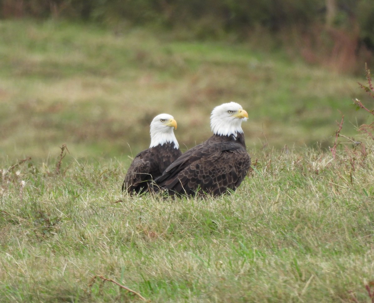 Weißkopf-Seeadler - ML490290931