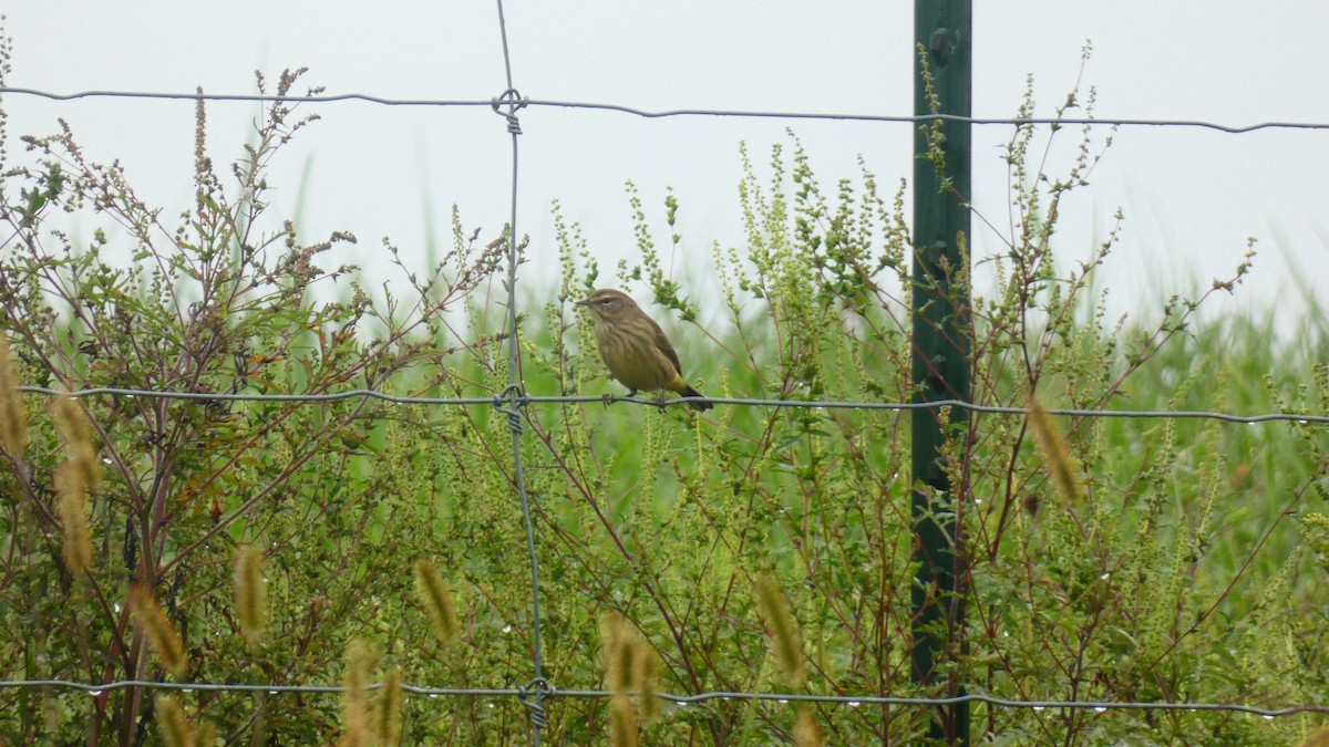 Palm Warbler (Western) - ML490291271