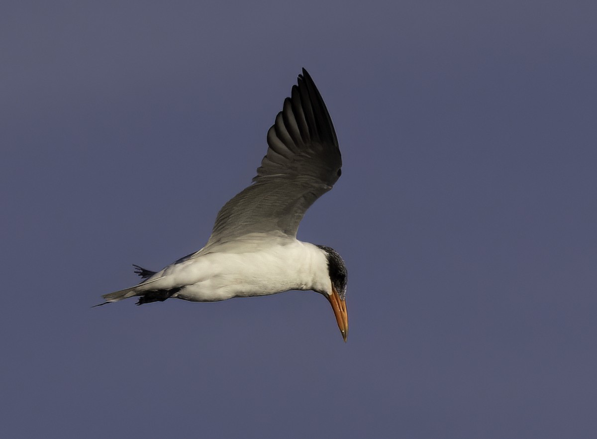 Caspian Tern - Lynette Spence