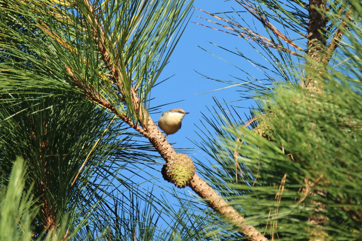 Brown-headed Nuthatch - ML490293051