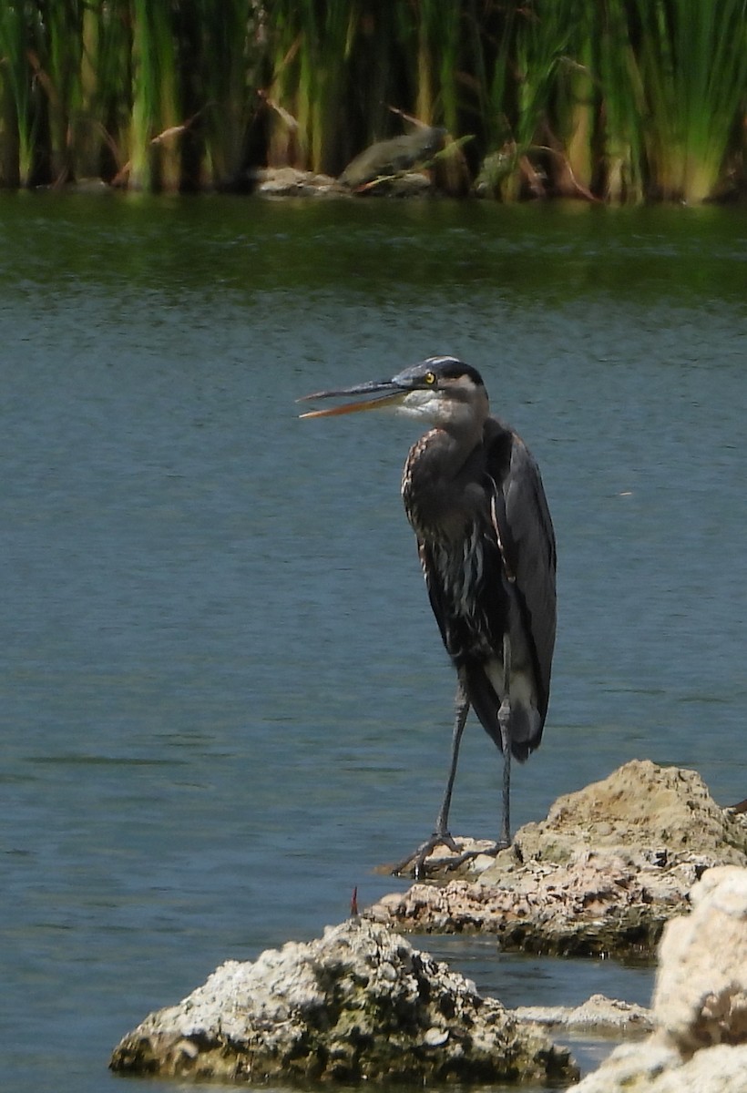 Great Blue Heron - ML490294081