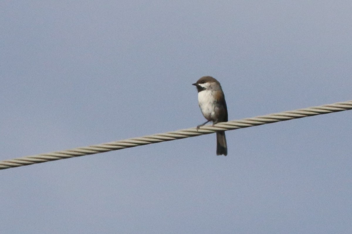 Mésange à tête brune - ML490294311