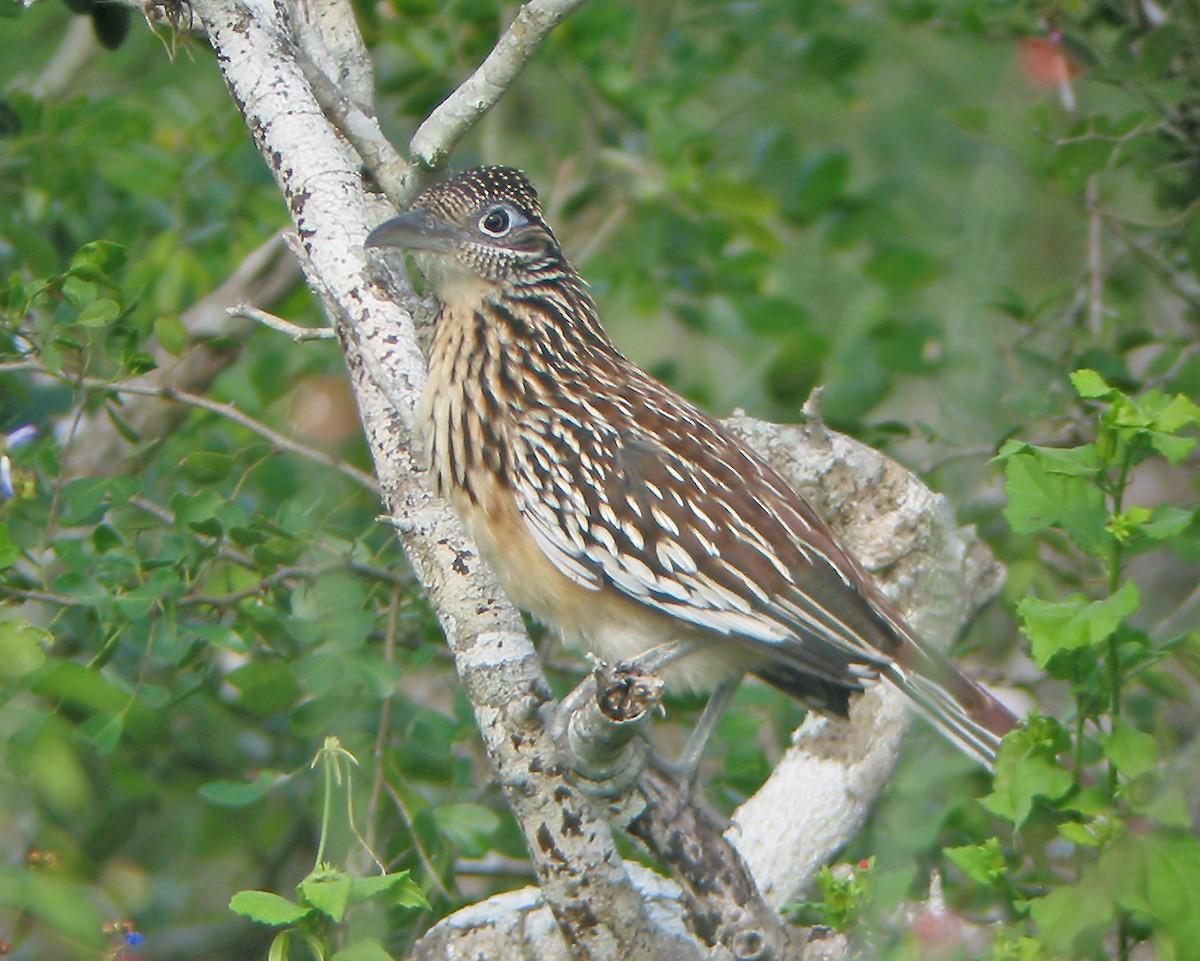 Lesser Roadrunner - ML490294521