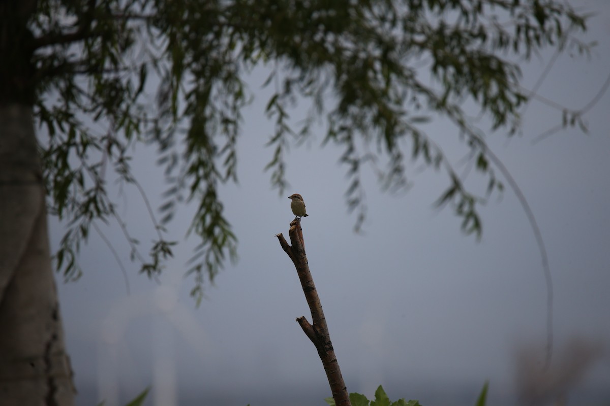 Brown Shrike - Ziyan Zhao