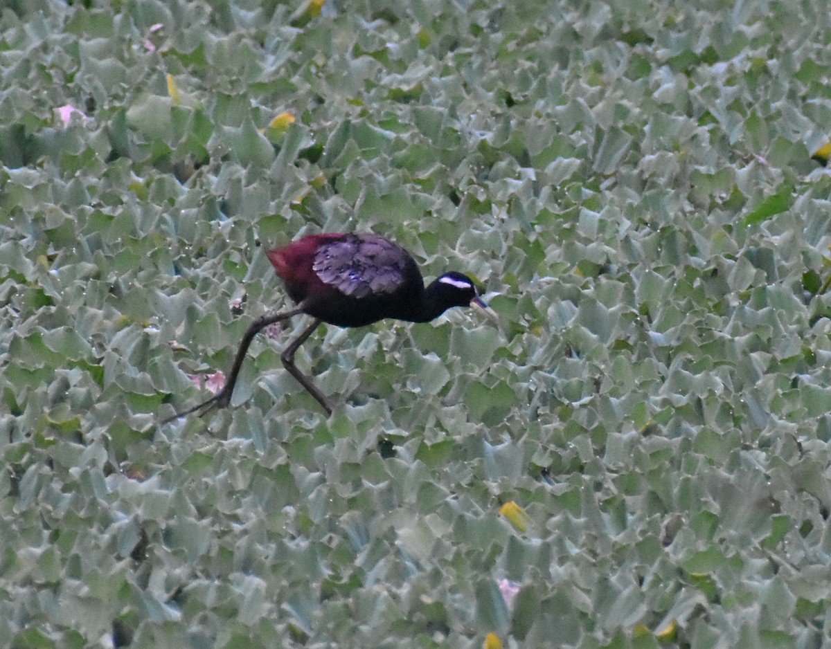 Bronze-winged Jacana - ML490295221