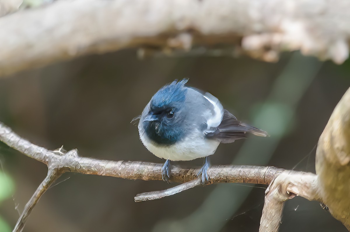 African Crested Flycatcher - ML490295301