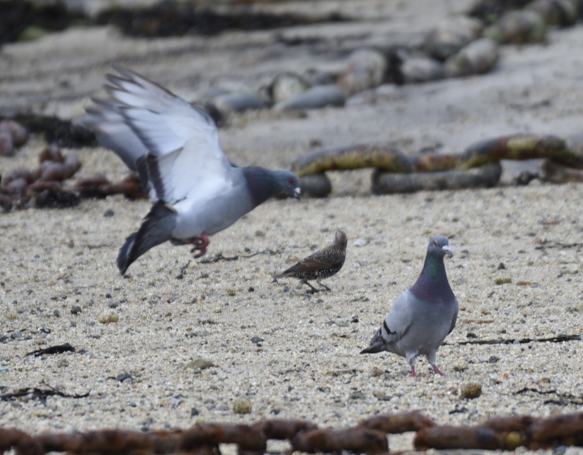 Rock Pigeon (Feral Pigeon) - ML490295321