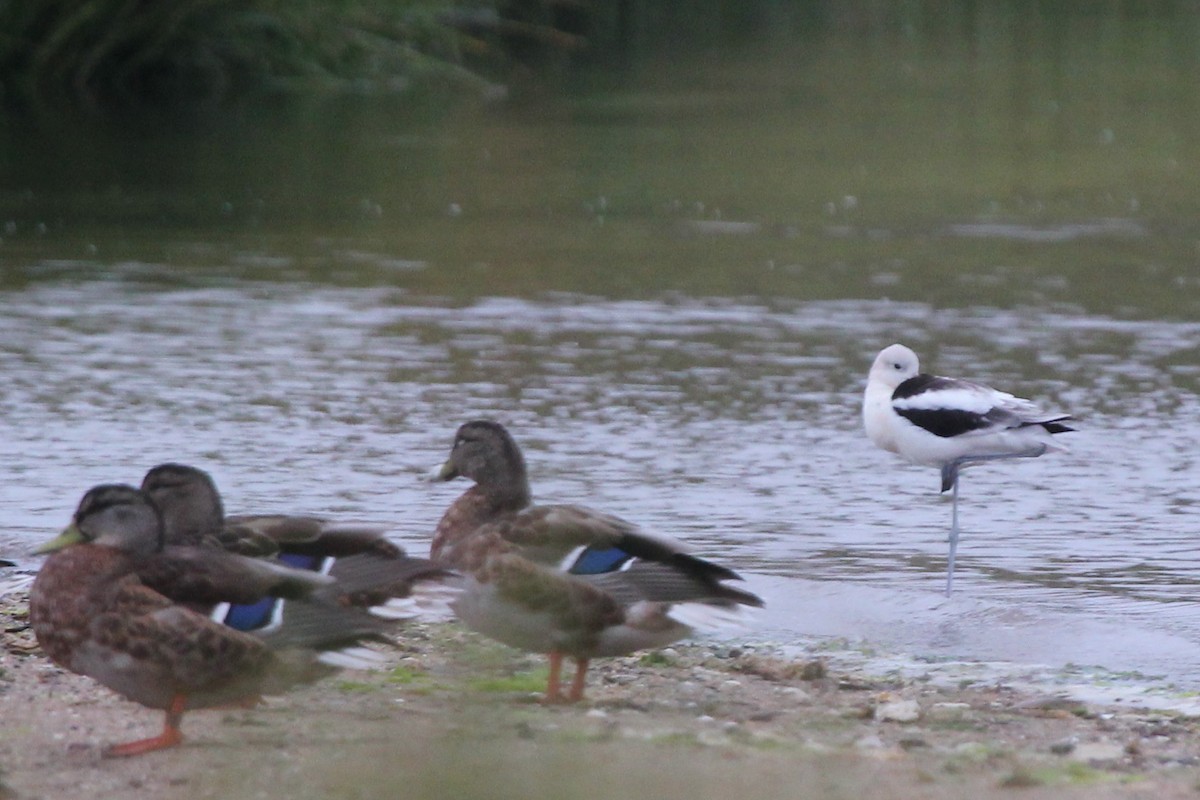 American Avocet - ML490295481