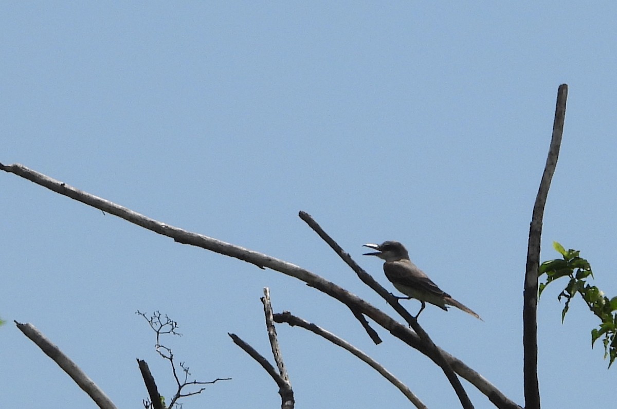 Gray Kingbird - ML490297351