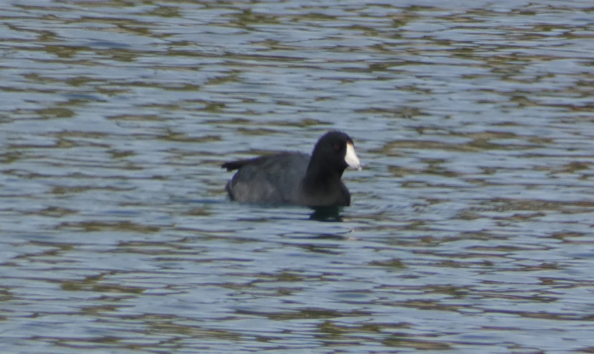 American Coot - ML490297591