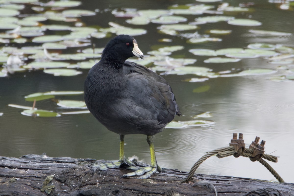 American Coot - Phil Thompson