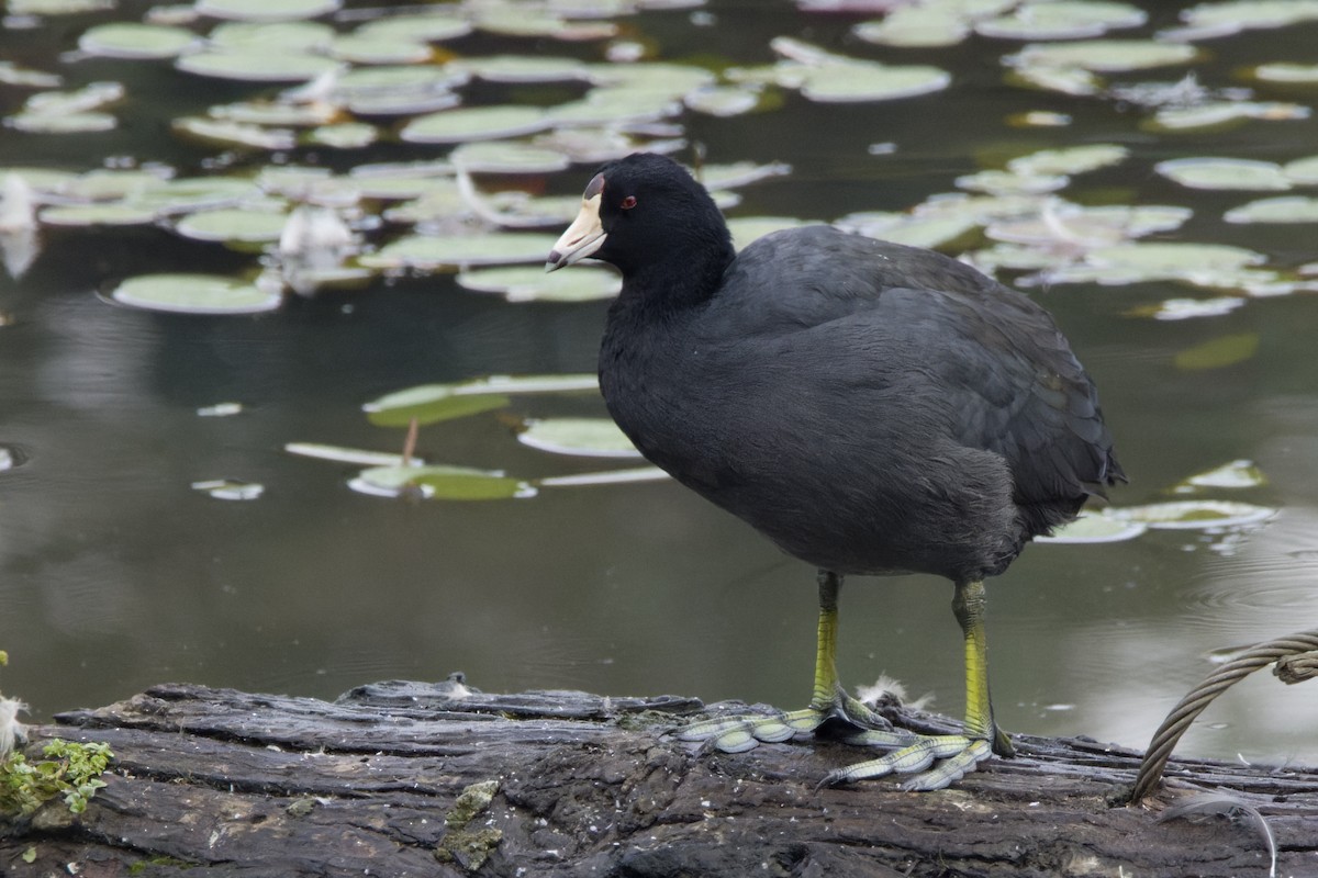 American Coot - Phil Thompson