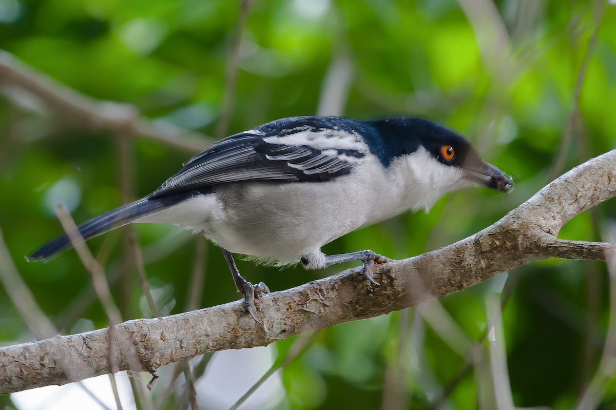 Black-backed Puffback - ML490297841