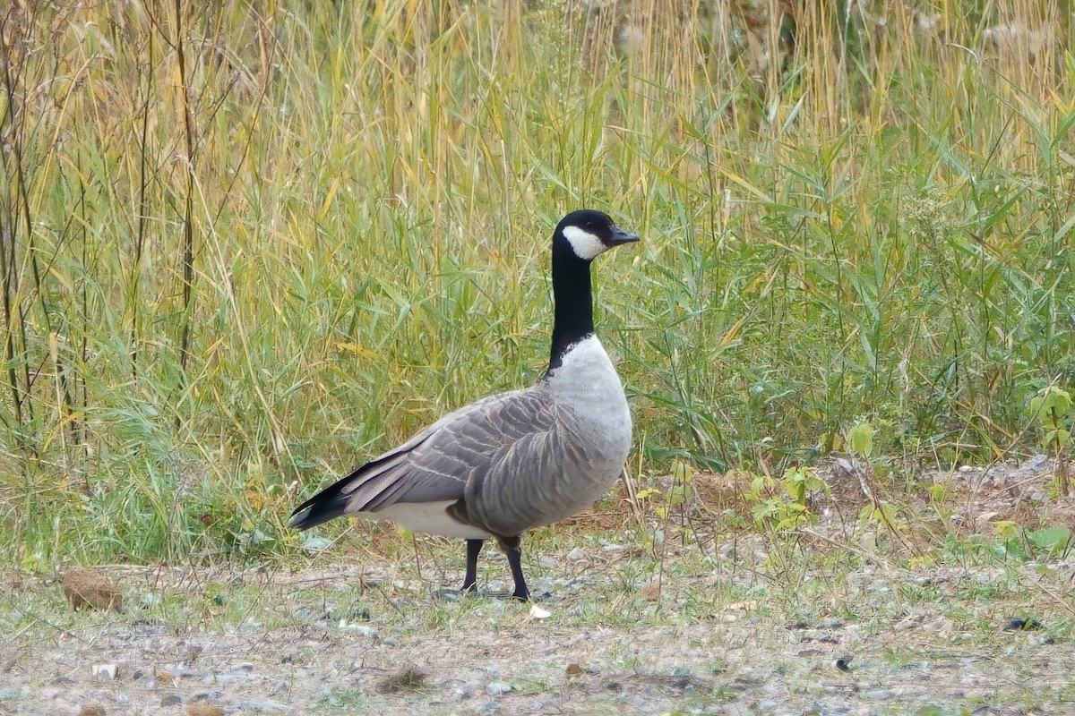 Cackling Goose - ML490298741