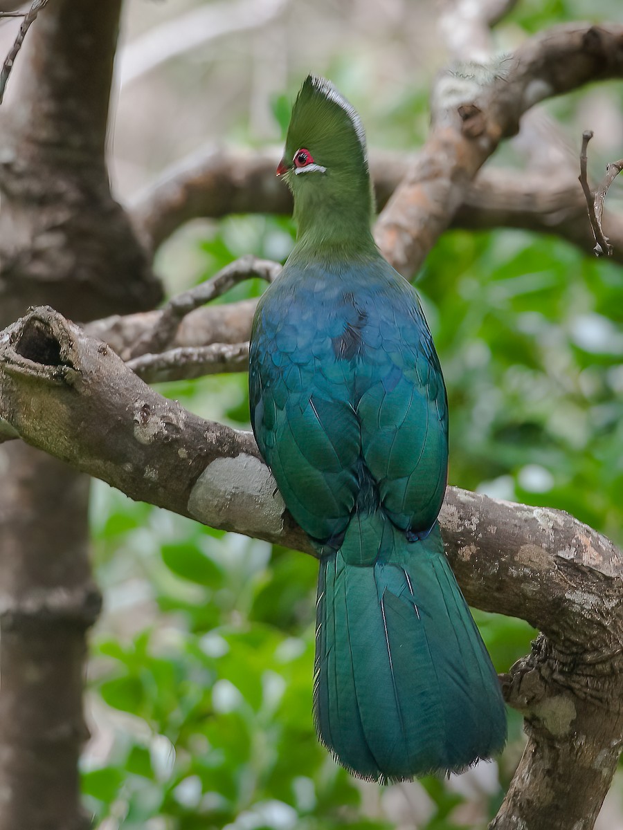 Knysna Turaco - ML490299211