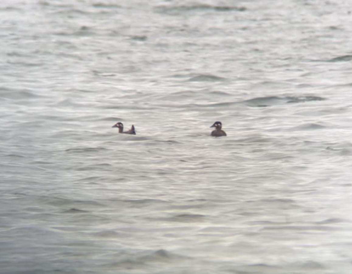 Surf Scoter - ML490299601