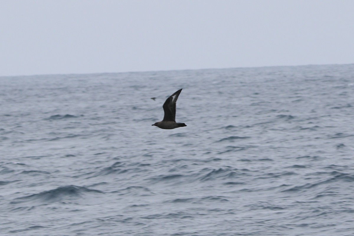 South Polar Skua - Roy Morris