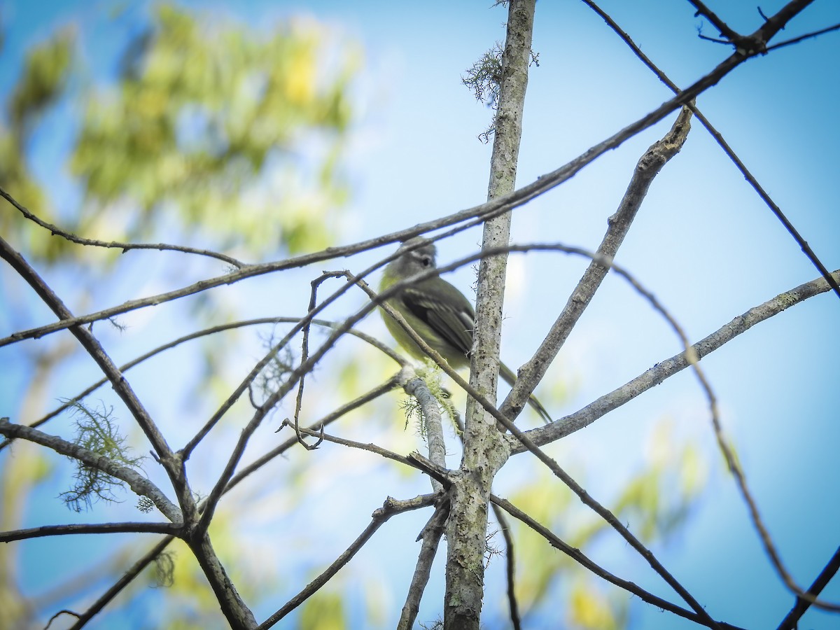 Yellow-olive Flatbill - Valeria  Martins