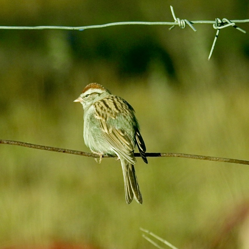 Chipping Sparrow - ML490301971