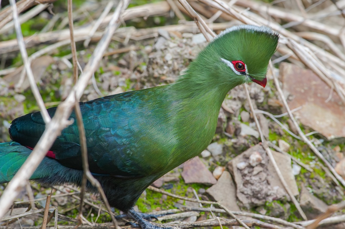 Knysna Turaco - ML490302301