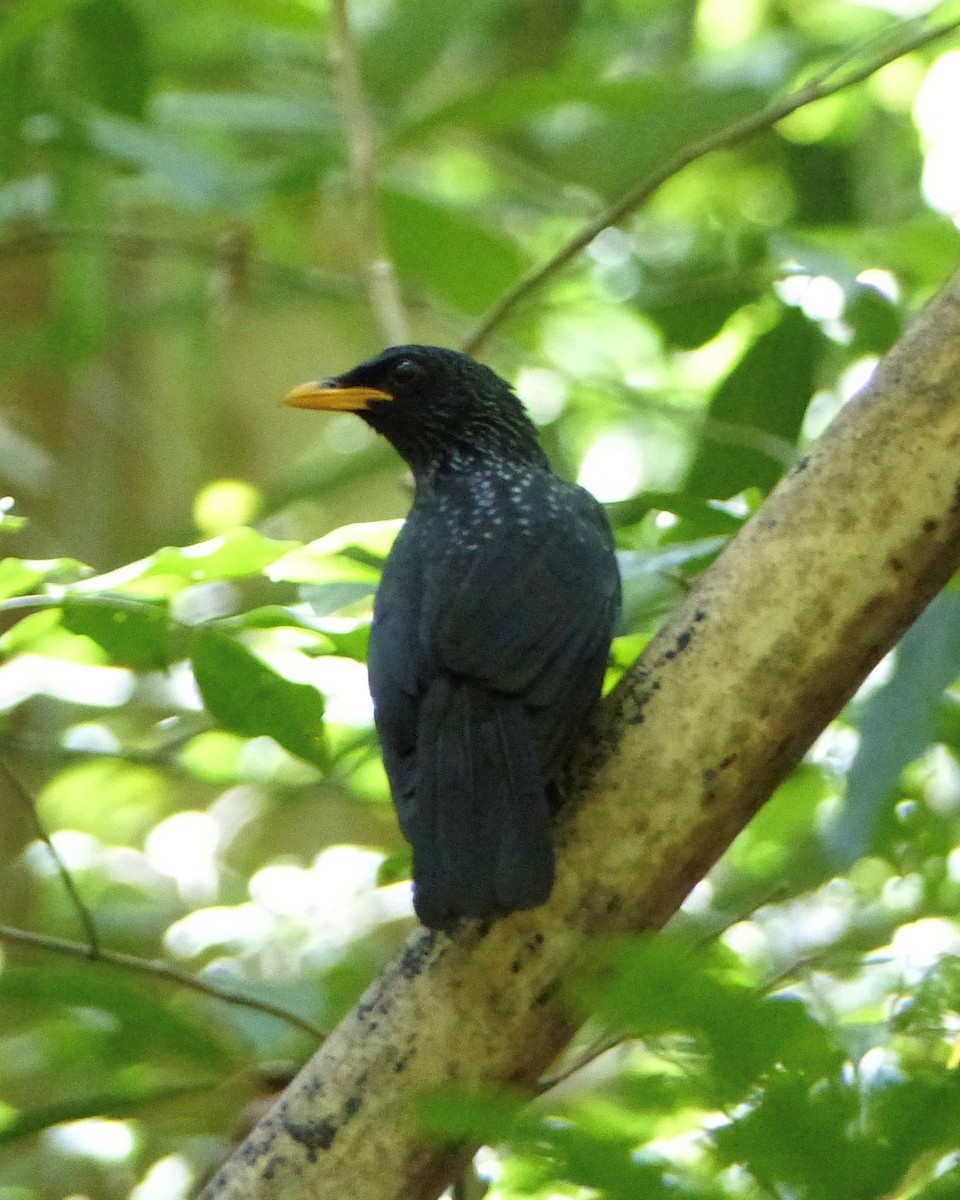 Blue Whistling-Thrush (Yellow-billed) - ML490308951