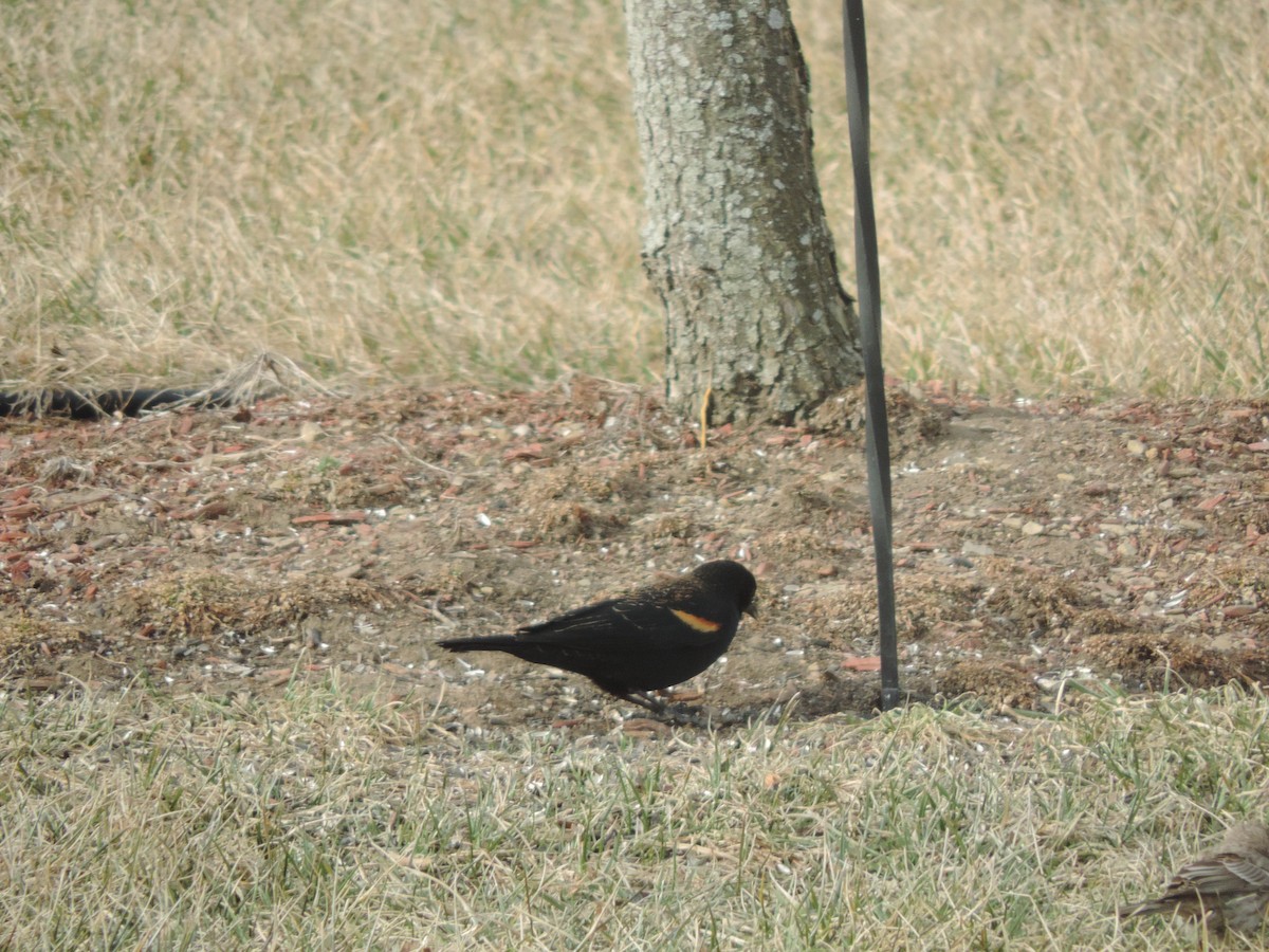 Red-winged Blackbird - ML49030961