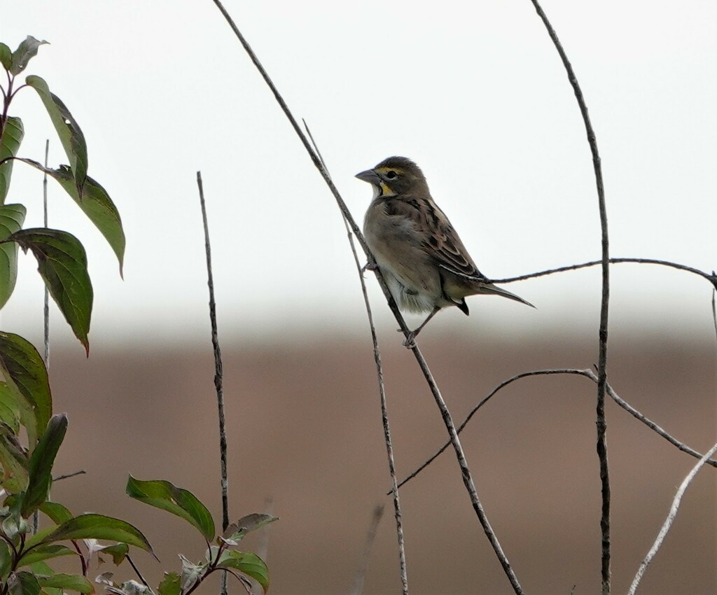 Dickcissel - ML490313041